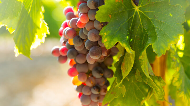 Surprise for one piece lover on coming sunday