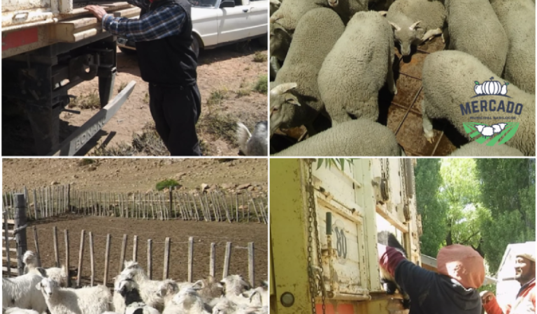 Sigue la venta de chivos y corderos para fin de año