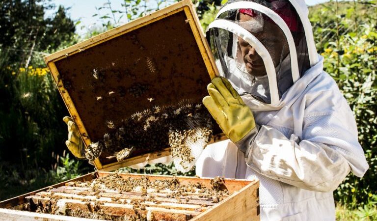 ¡No te pierdas el curso de Introducción a la Apicultura!